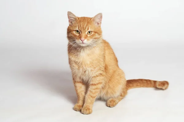 Bellissimo Gatto Rosso Seduto Uno Sfondo Bianco Foto Stock