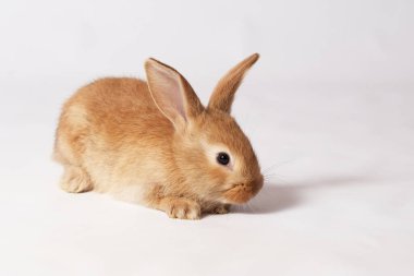 Küçük turuncu tüylü tavşan beyaz izole bir zeminde yatıyor ve yana bakıyor.