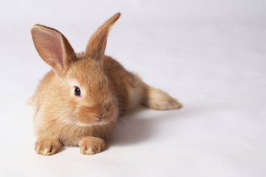 Küçük turuncu güzel pofuduk tavşan yerde yatıyor ve beyaz izole bir arka plana bakıyor.