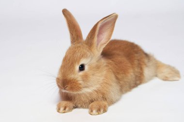 Küçük turuncu güzel pofuduk tavşan yerde yatıyor ve beyaz izole bir arka plana bakıyor.
