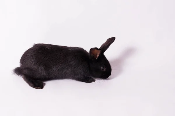Little Black Beautiful Rabbit Lies Floor Looks Sideways White Isolated — Stock Photo, Image