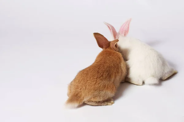 Dois Pequenos Bonitos Coelhos Laranjas Brancas Sentados Chão Olhando Para — Fotografia de Stock