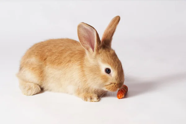 Little Orange Beautiful Rabbit Lies White Isolated Background Sniffs Carrot — Stock Photo, Image