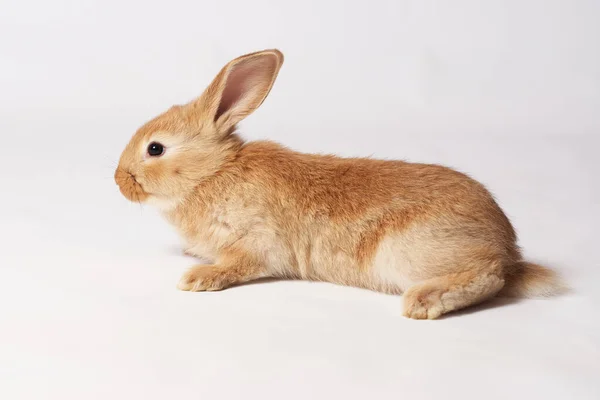 Маленький Оранжевый Красивый Кролик Лежит Полу Смотрит Боком Белом Изолированном — стоковое фото