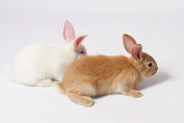Piccolo Coniglio Bianco Soffice Nascosto Dietro Bel Coniglio Arancione Seduto Immagine Stock
