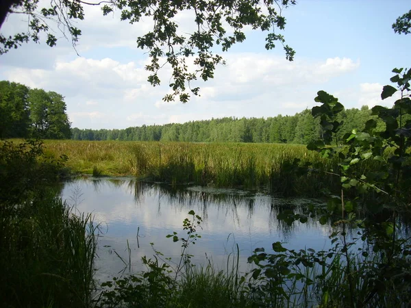 Trebon Pond System Magical Landscape Ponds Floodplain Forests South Czechia — Stock Photo, Image