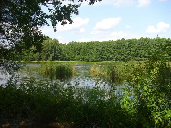 Sistema Stagno Trebon Paesaggio Magico Stagni Foreste Alluvionali Nella Czechia — Foto Stock