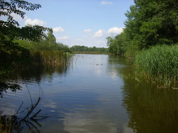 Trebon Pond System Μαγικό Τοπίο Των Λιμνών Πλημμυρισμένα Δάση Στη — Φωτογραφία Αρχείου