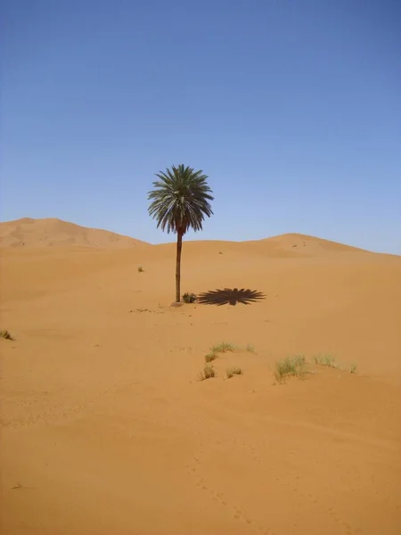 Deserto Deserto Sabbia Dune Sahara — Foto Stock