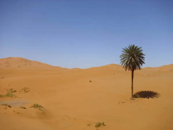 Woestijn Woestenij Zand Duin Sahara — Stockfoto