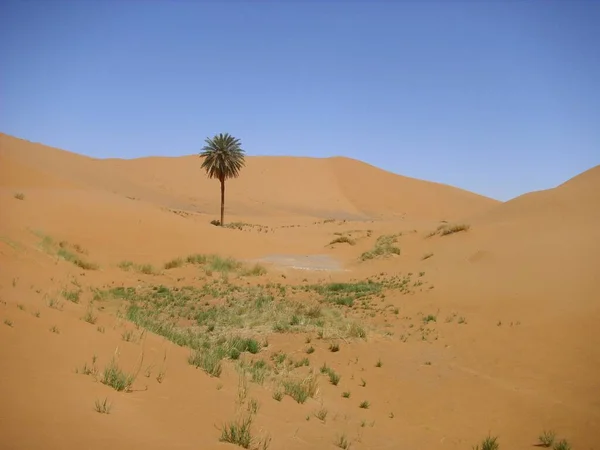 Desert Wasteland Sand Dune Sahara — Stock Photo, Image