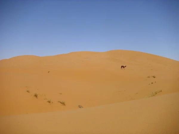 Έρημος Ερημότοπος Και Αμμόλοφος Sahara — Φωτογραφία Αρχείου