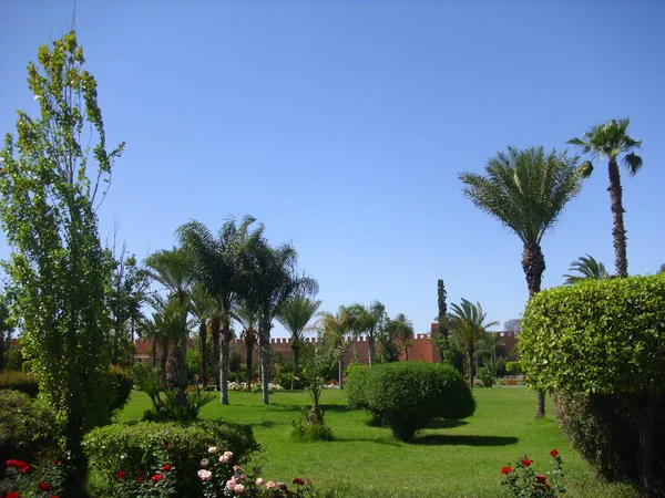 tropical garden with flowers and palm trees