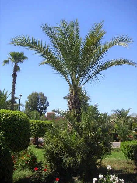 tropical garden with flowers and palm trees