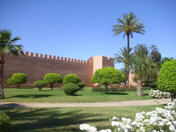 Giardino Tropicale Con Fiori Palme — Foto Stock