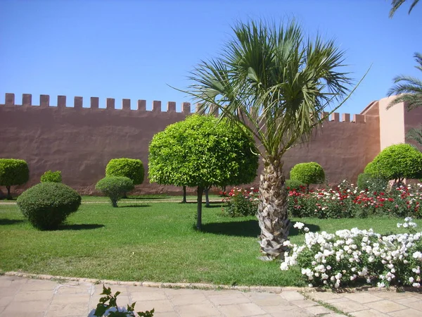 Giardino Tropicale Con Fiori Palme — Foto Stock