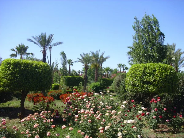 Tropická Zahrada Květinami Palmami — Stock fotografie