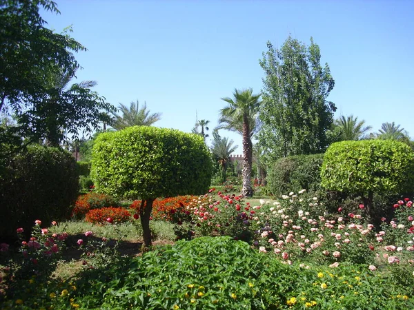 Jardim Tropical Com Flores Palmeiras — Fotografia de Stock
