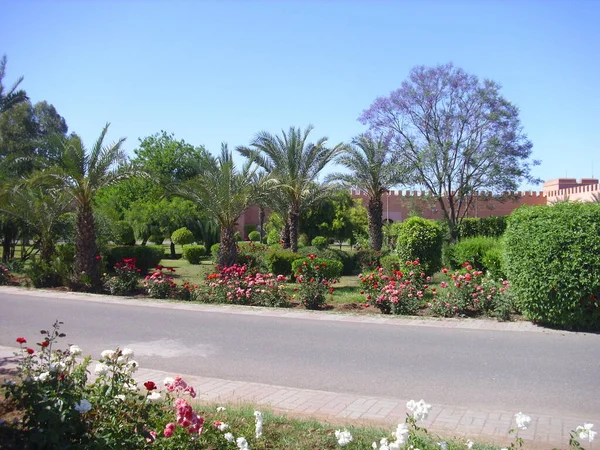 Jardín Tropical Con Flores Palmeras — Foto de Stock