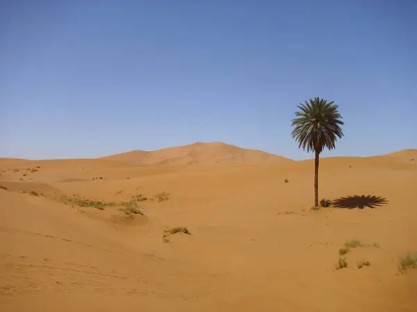 Έρημος Ερημότοπος Και Αμμόλοφος Sahara — Φωτογραφία Αρχείου