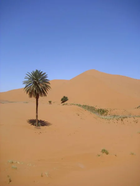 Deserto Deserto Deserto Areia Duna Sahara — Fotografia de Stock