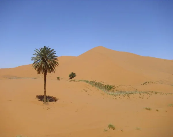 Έρημος Ερημότοπος Και Αμμόλοφος Sahara — Φωτογραφία Αρχείου