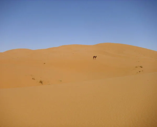 Woestijn Woestenij Zand Duin Sahara — Stockfoto