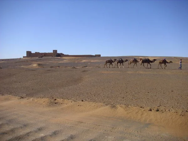 Wüste Ödnis Sanddüne Sahara — Stockfoto