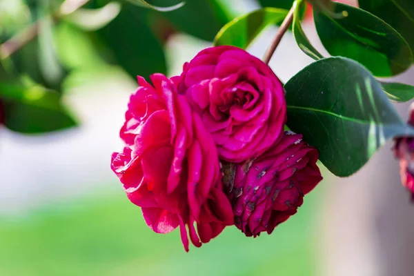 Cespuglio Rose Giorno Lucente Primavera Fioritura Fiori Rosa Rossa Uno — Foto Stock