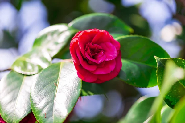 Bush Roses Bright Spring Day Red Rose Flower Bloom Background — Stock Photo, Image