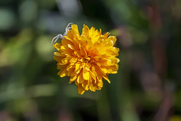 Flores Amarelas Primavera Contra Fundo Desfocado Árvore Florescente — Fotografia de Stock