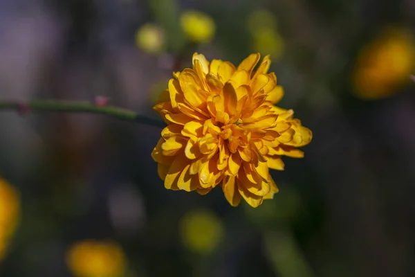 Flores Amarelas Primavera Contra Fundo Desfocado Árvore Florescente — Fotografia de Stock