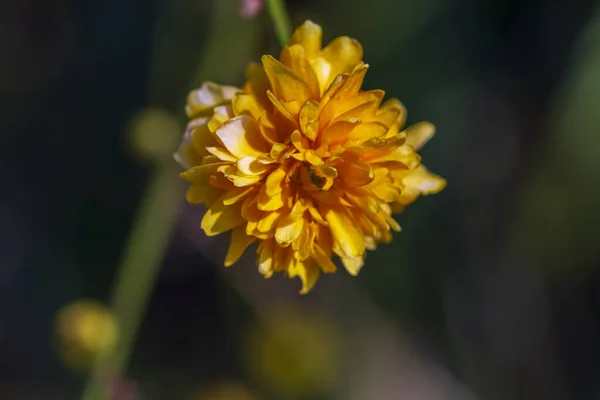 Flores Amarelas Primavera Contra Fundo Desfocado Árvore Florescente — Fotografia de Stock