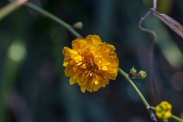 Flores Amarelas Primavera Contra Fundo Desfocado Árvore Florescente — Fotografia de Stock