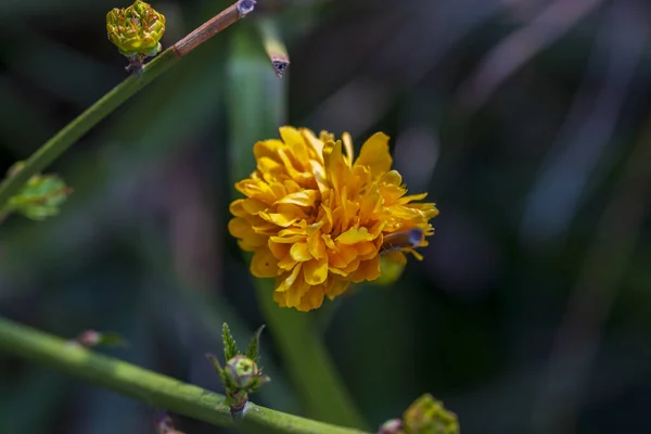 Fiori Gialli Primavera Uno Sfondo Sfocato Albero Fiorito Primavera — Foto Stock