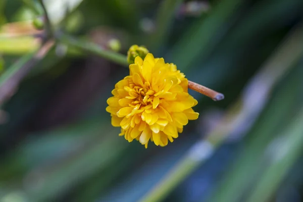 Flores Amarelas Primavera Contra Fundo Desfocado Árvore Florescente — Fotografia de Stock