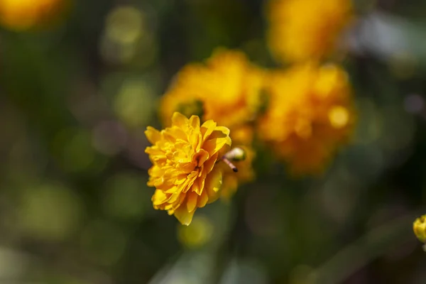 Flores Amarelas Primavera Contra Fundo Desfocado Árvore Florescente — Fotografia de Stock