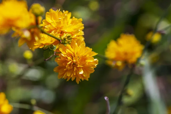 Жовті Весняні Квіти Розмитому Тлі Весняне Квітуче Дерево — стокове фото