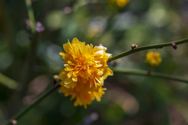꽃들이 배경에 대하여 꽃피는 — 스톡 사진