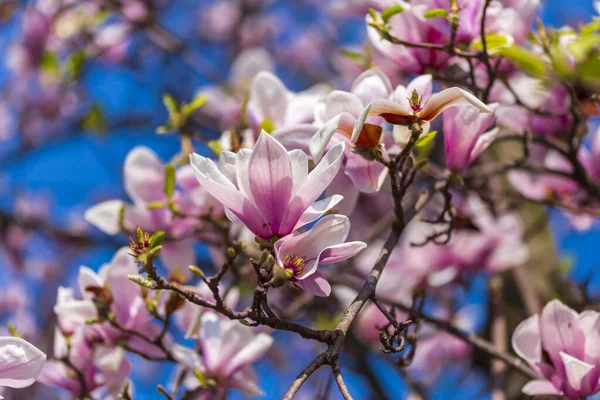 Magnolia trees and spring flowers at garden. blue sky background. Magnolia tree blooms in large beautiful pink flowers of magnolia. Nature.