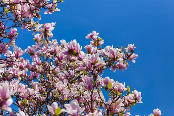 Magnolia trees and spring flowers at garden. blue sky background. Magnolia tree blooms in large beautiful pink flowers of magnolia. Nature.