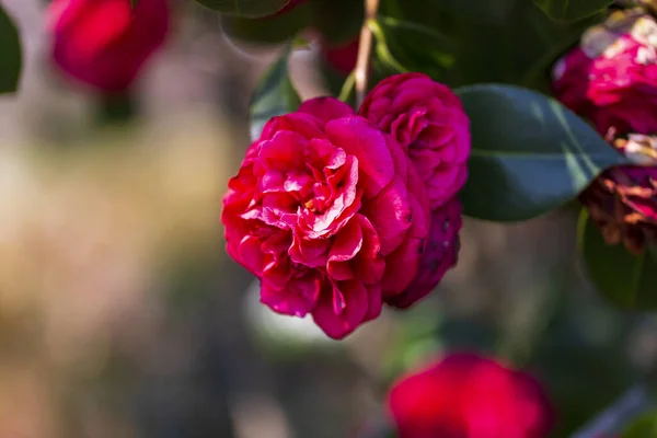 Bush Roses Bright Spring Day Red Rose Flower Bloom Background — Stock Photo, Image