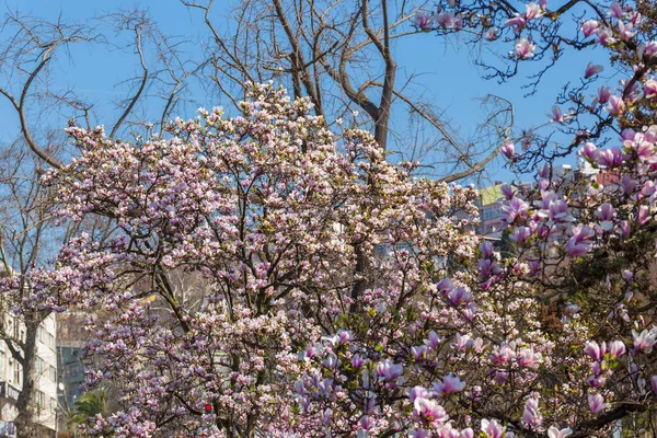Magnolienzweig Isoliert Frühlingsblume Blühen Rosa Blühende Baumelemente Gestalten Blütenzweig Auf — Stockfoto
