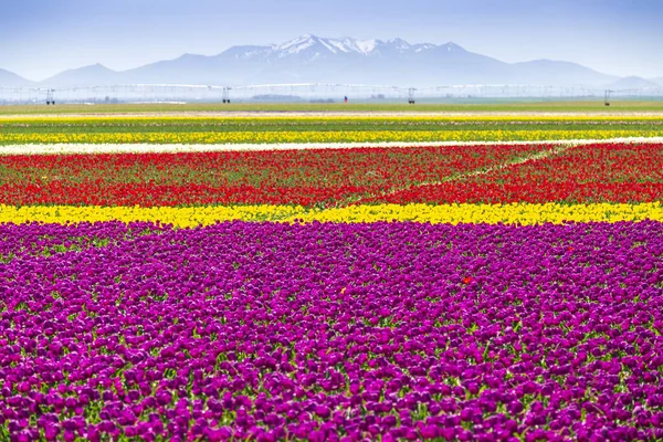 Uma Paisagem Mágica Com Céu Azul Sobre Campo Tulipas Konya — Fotografia de Stock