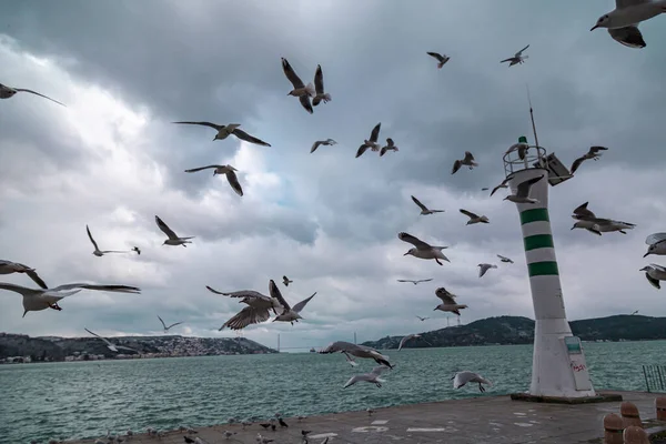 Mavi Gökyüzüne Karşı Uçan Bir Grup Martı Önünde Martılar Olan — Stok fotoğraf