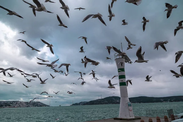 Mavi Gökyüzüne Karşı Uçan Bir Grup Martı Önünde Martılar Olan — Stok fotoğraf