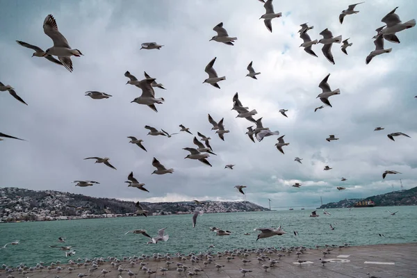 Gruppe Wilder Möwen Die Gegen Den Blauen Himmel Fliegen Blick — Stockfoto