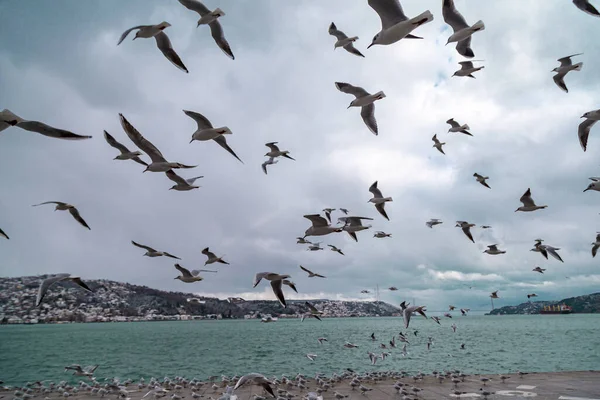 Mavi Gökyüzüne Karşı Uçan Bir Grup Martı Önünde Martılar Olan — Stok fotoğraf