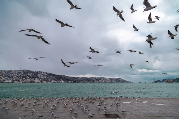 Group Wild Seagulls Which Flying Blue Sky Panoramic View Famous — Stock Photo, Image