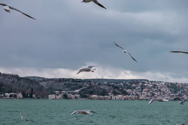 Gruppo Seduto Volante Stormo Gabbiani Molo Vicino All Acqua Una — Foto Stock